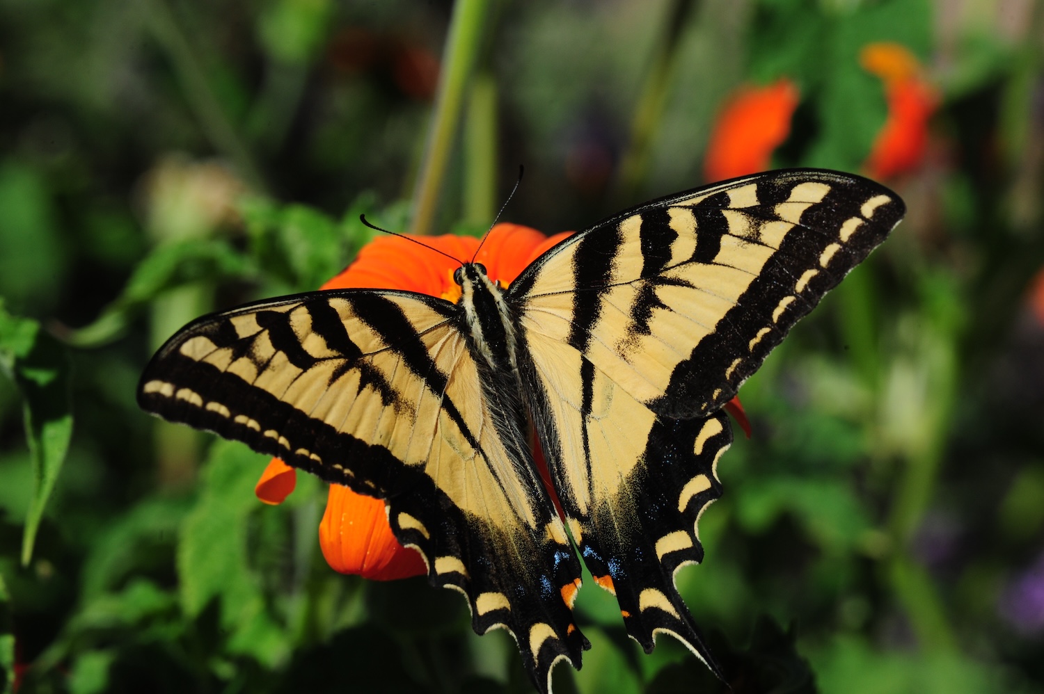 2025 Q2 Newsletter Butterfly Image